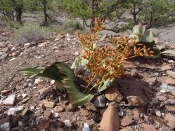 Welwitschia mirabilis mâle