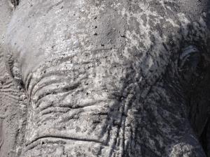 Elephant zoom visage